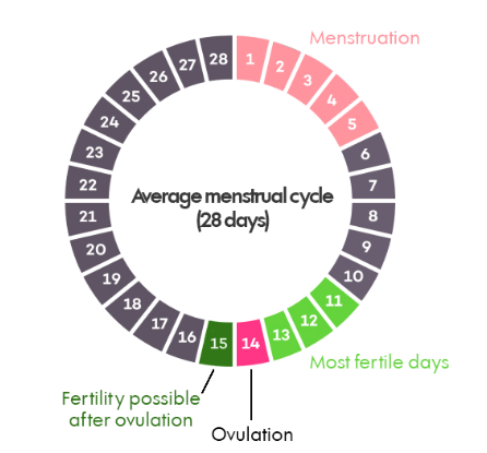 average menstrual cycle