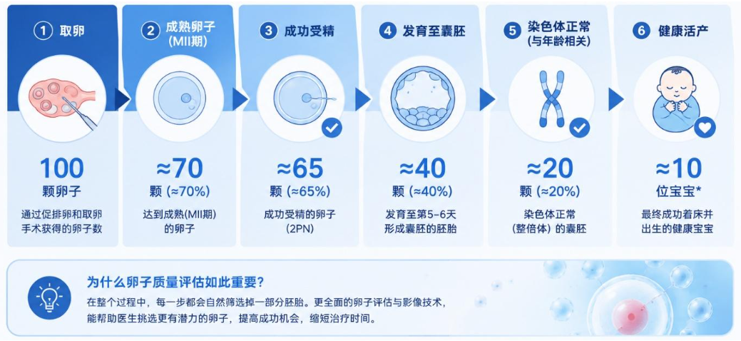 从取卵到健康活产的自然筛选层级 - Metro IVF
