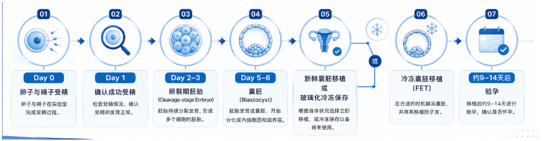 囊胚移植医疗方案完整解析 - Metro IVF